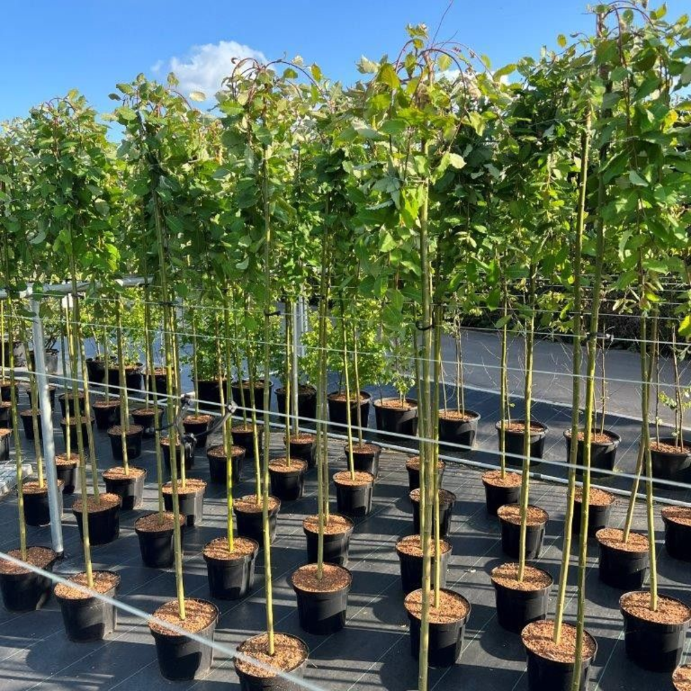 Salix caprea 'Kilmarnock' --stam 150 cm.
