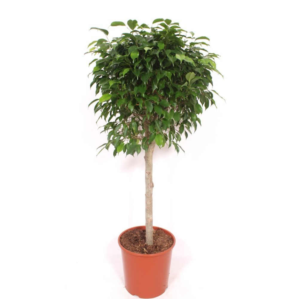 Ficus Columnar.