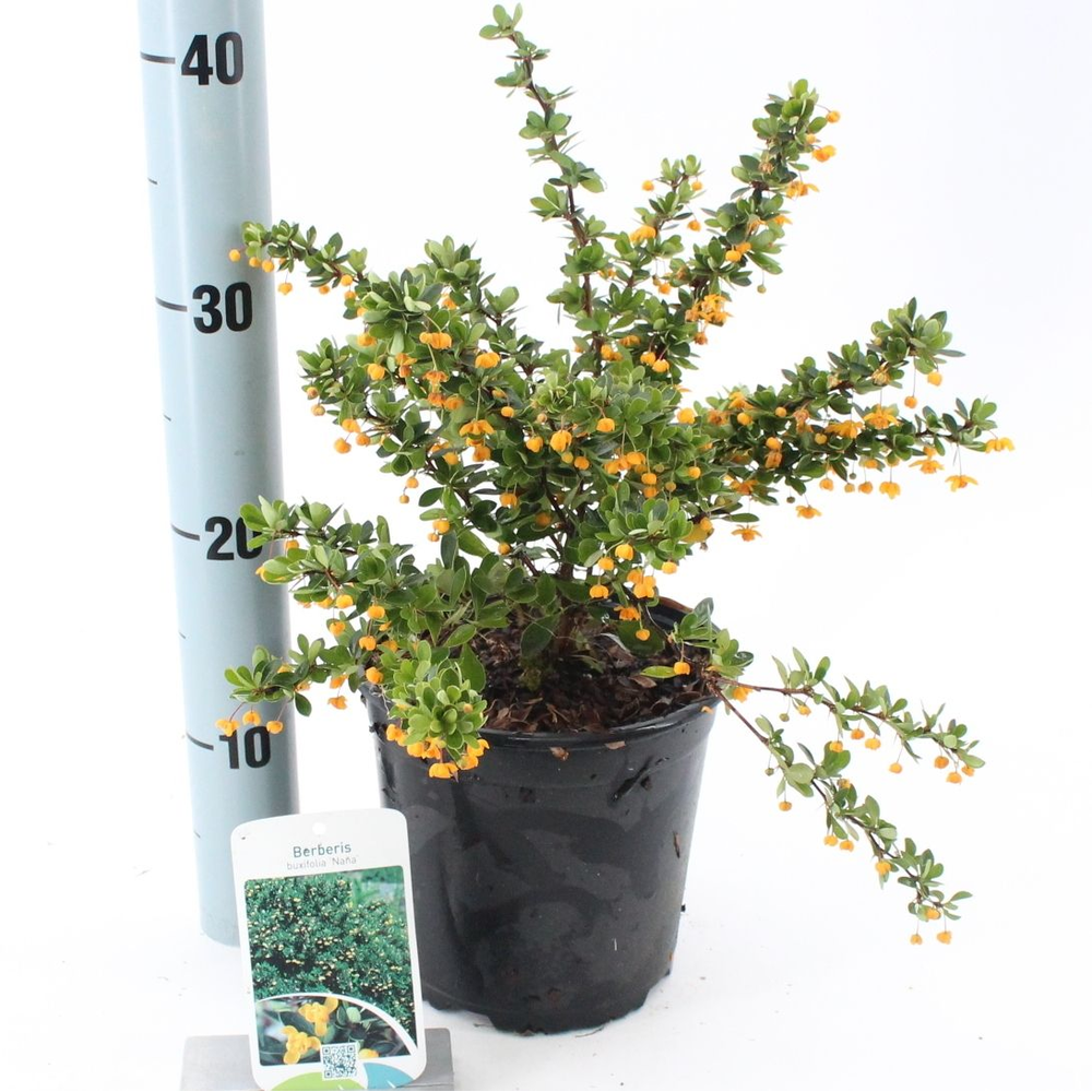 Berberis buxifolia 'Nana'.