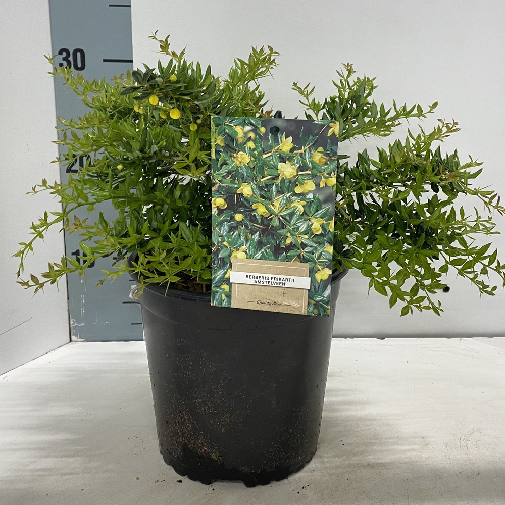 Berberis frikartii 'Amstelveen'.