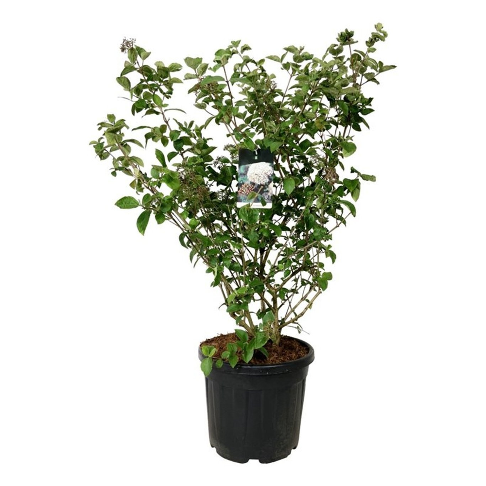 Viburnum carlcephalum.