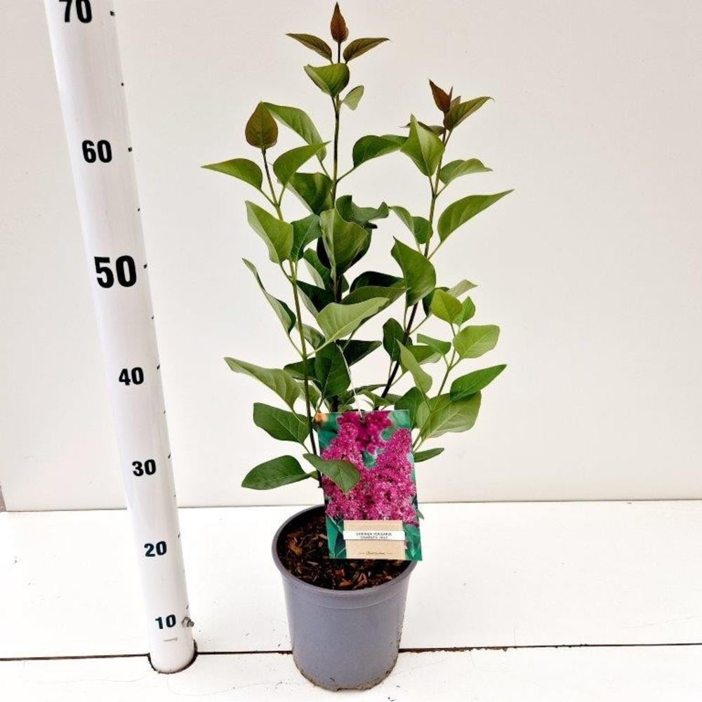 Syringa vulg. 'Charles Joly'.