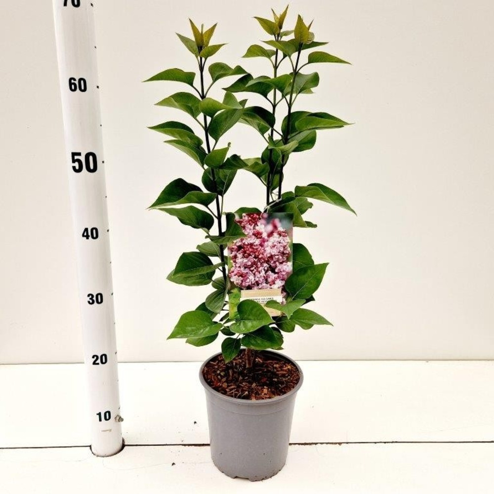 Syringa vulg. 'Katherine Havemeyer'.