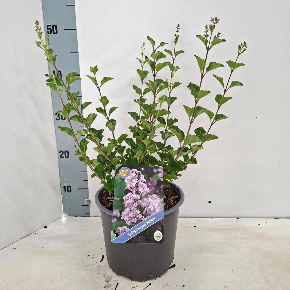 Syringa mey. 'Palibin'.