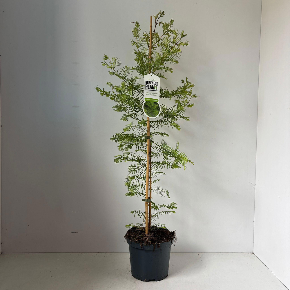 Metasequoia glyptostroboides --gestokt 100 cm.