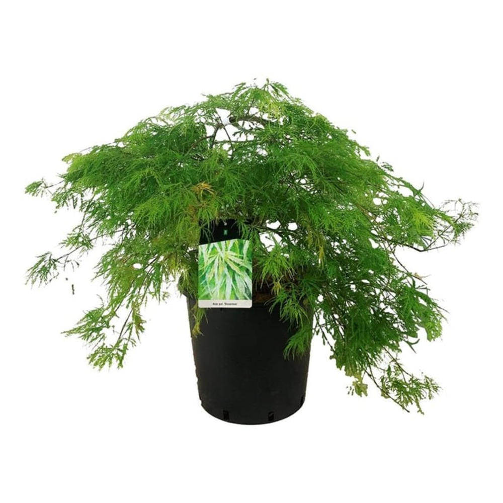 Acer pal. 'Dissectum'.