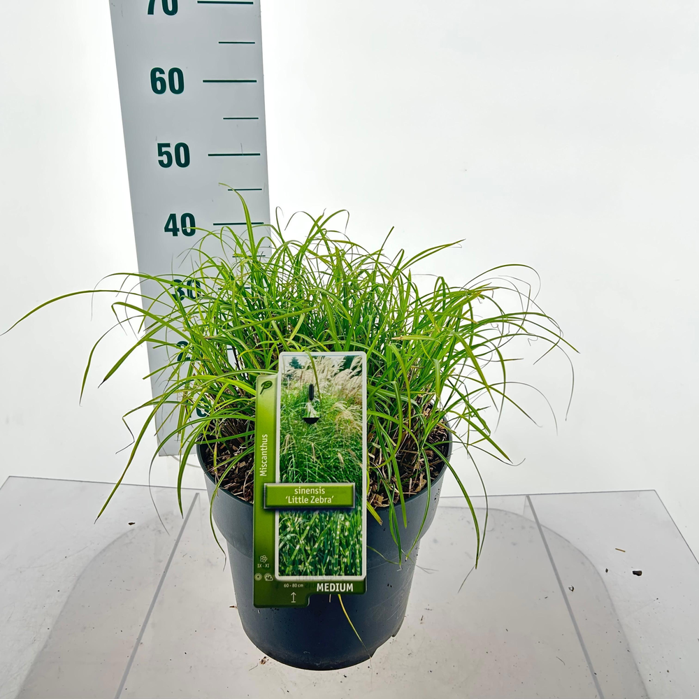 Miscanthus sin. 'Little Zebra'.