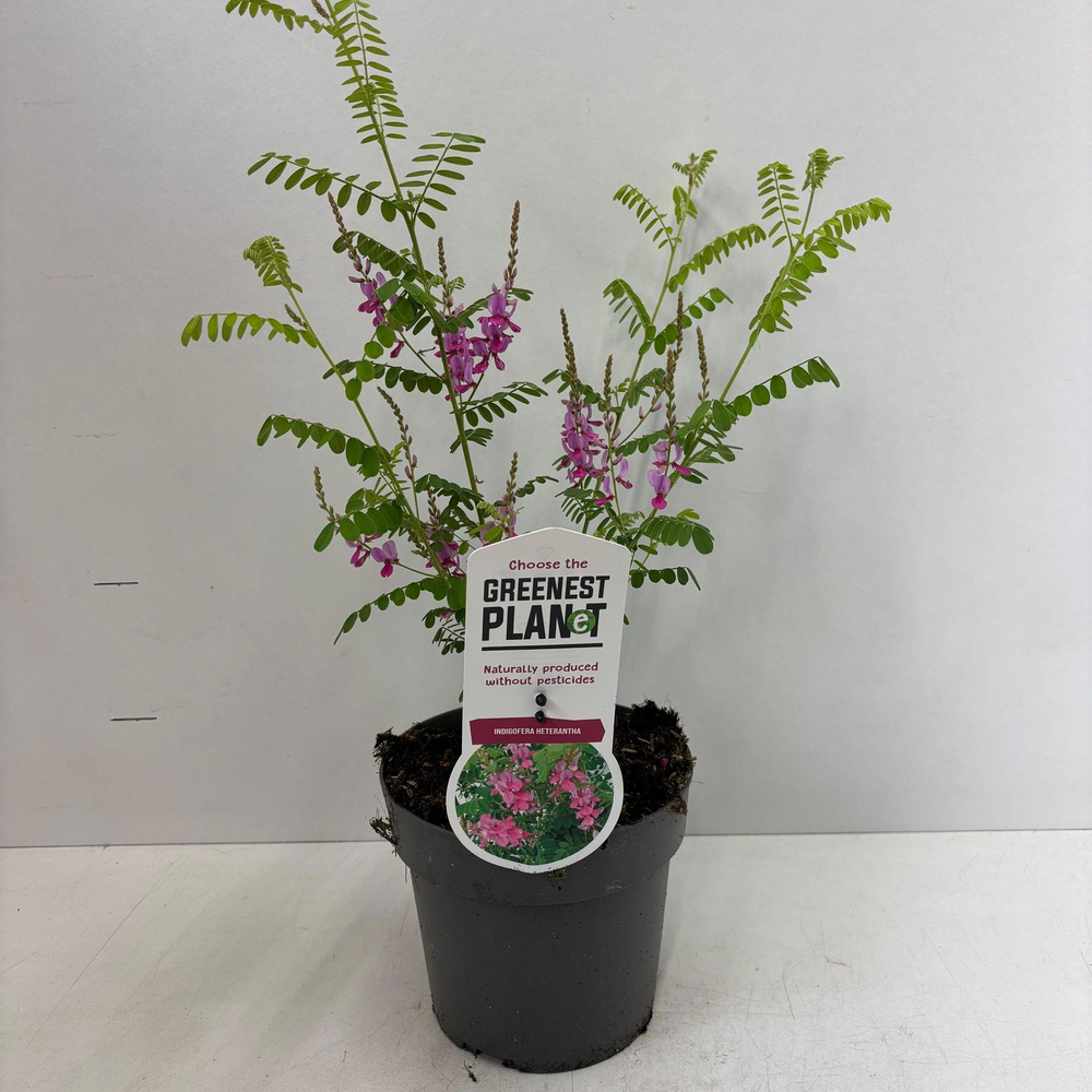 Indigofera heterantha.