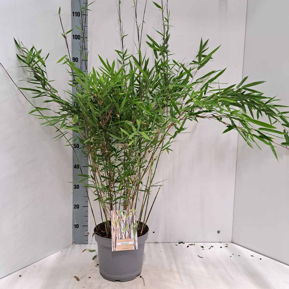 Fargesia nitida 'Black Pearl'.