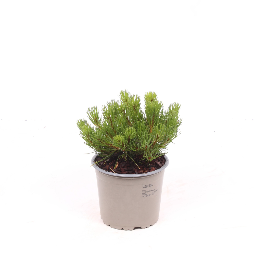 Pinus mugo pumilio.