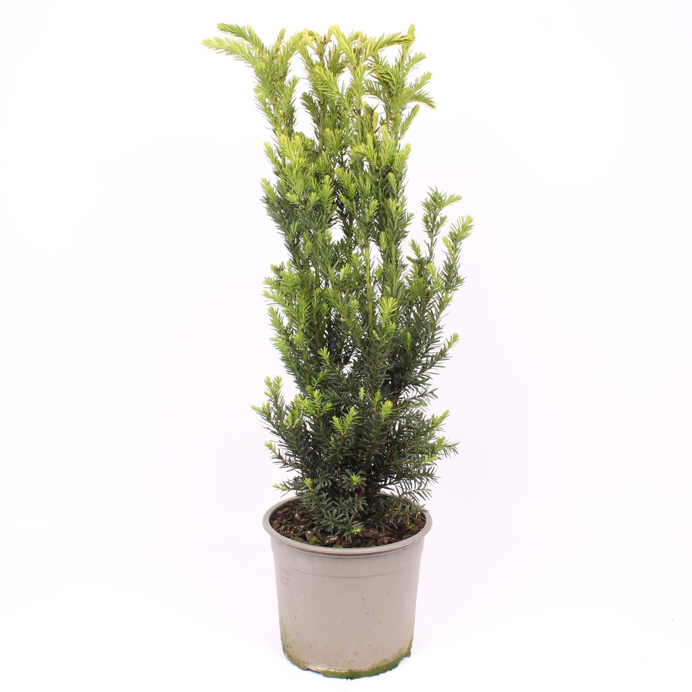 Taxus media 'Hillii'.