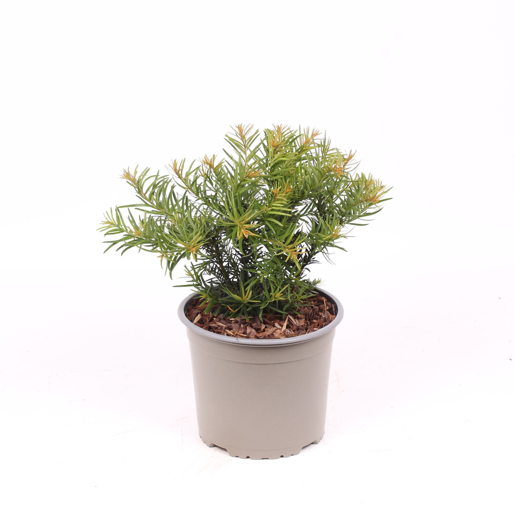 Taxus baccata 'Repandens'.