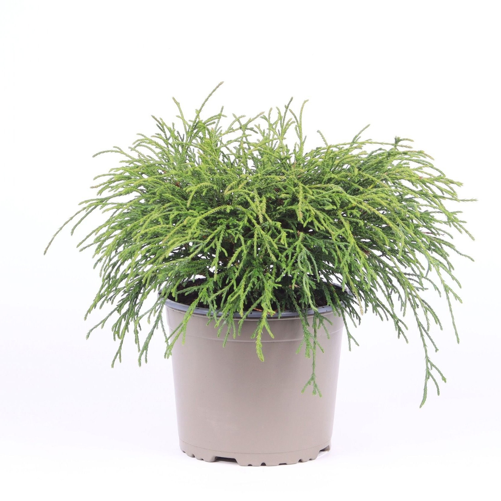 Chamaecyparis pisifera 'Filifera Nana'.