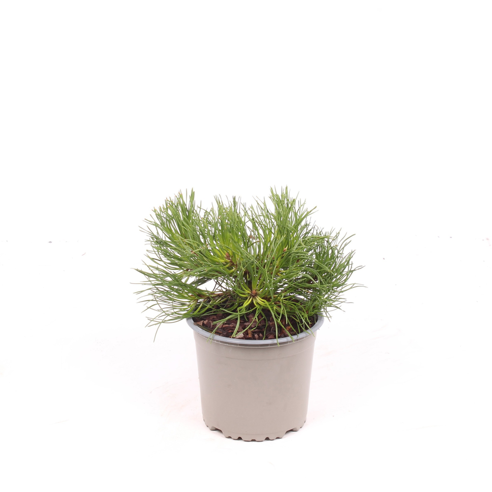 Pinus mugo mughus.