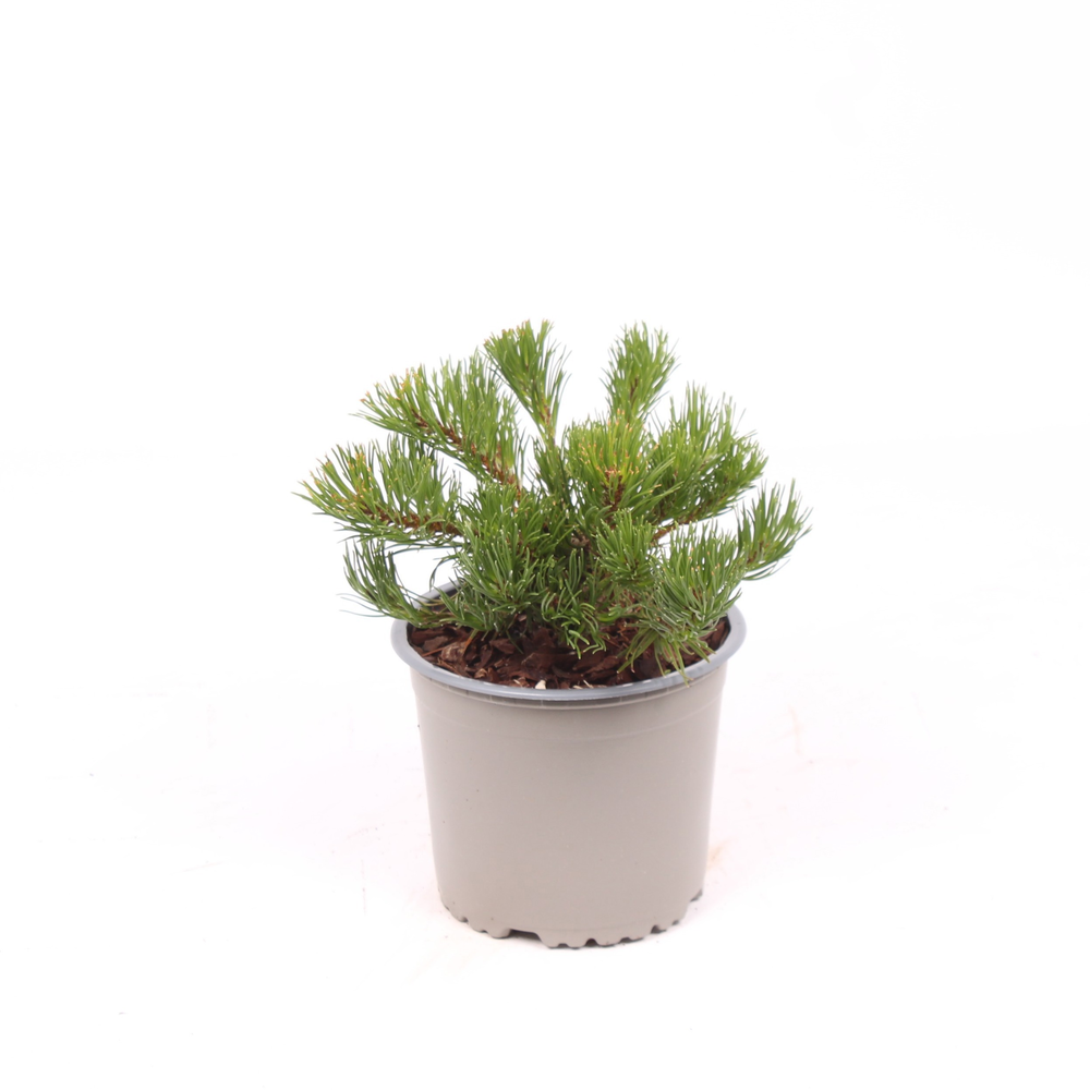 Pinus mugo mughus.