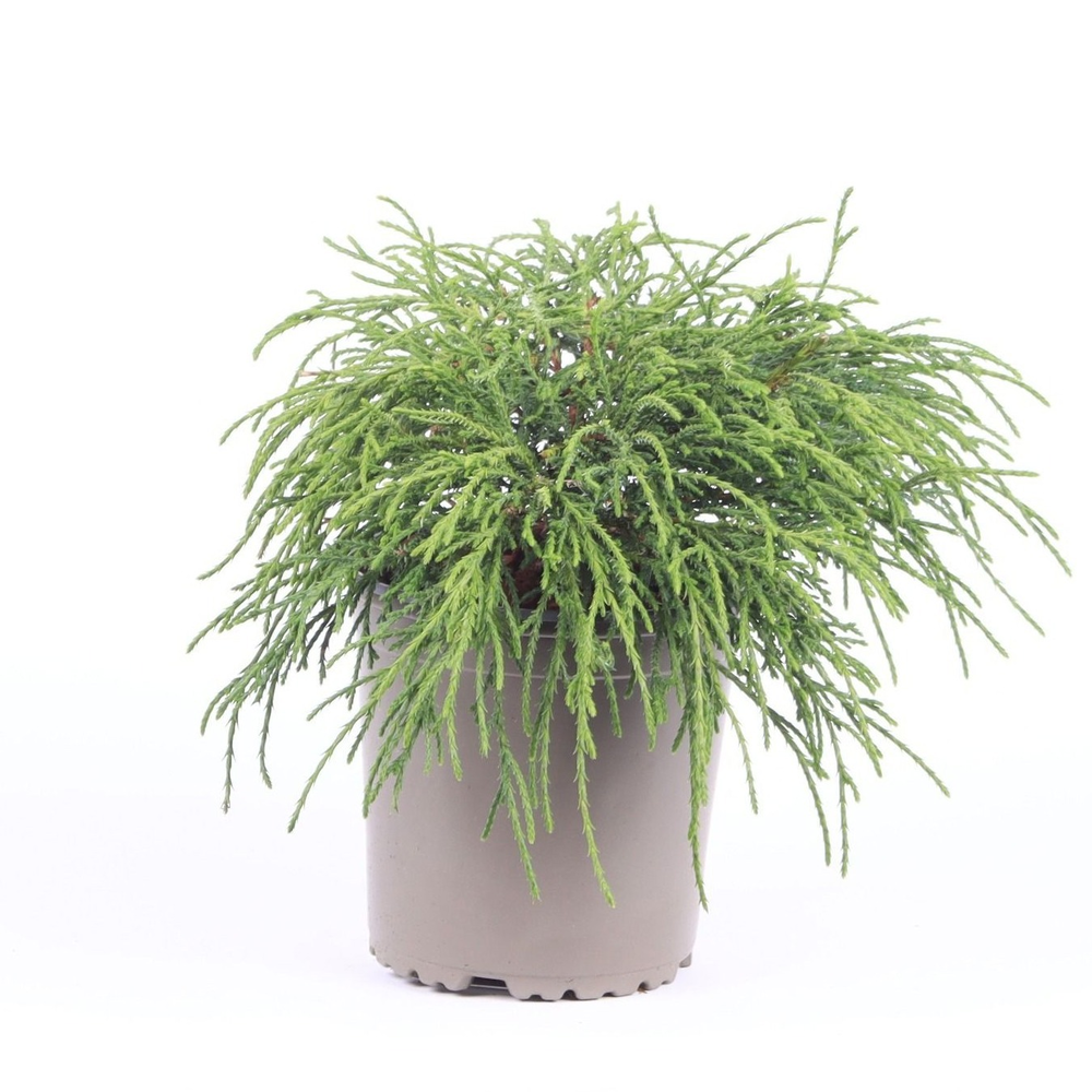 Chamaecyparis pisifera 'Filifera Nana'.