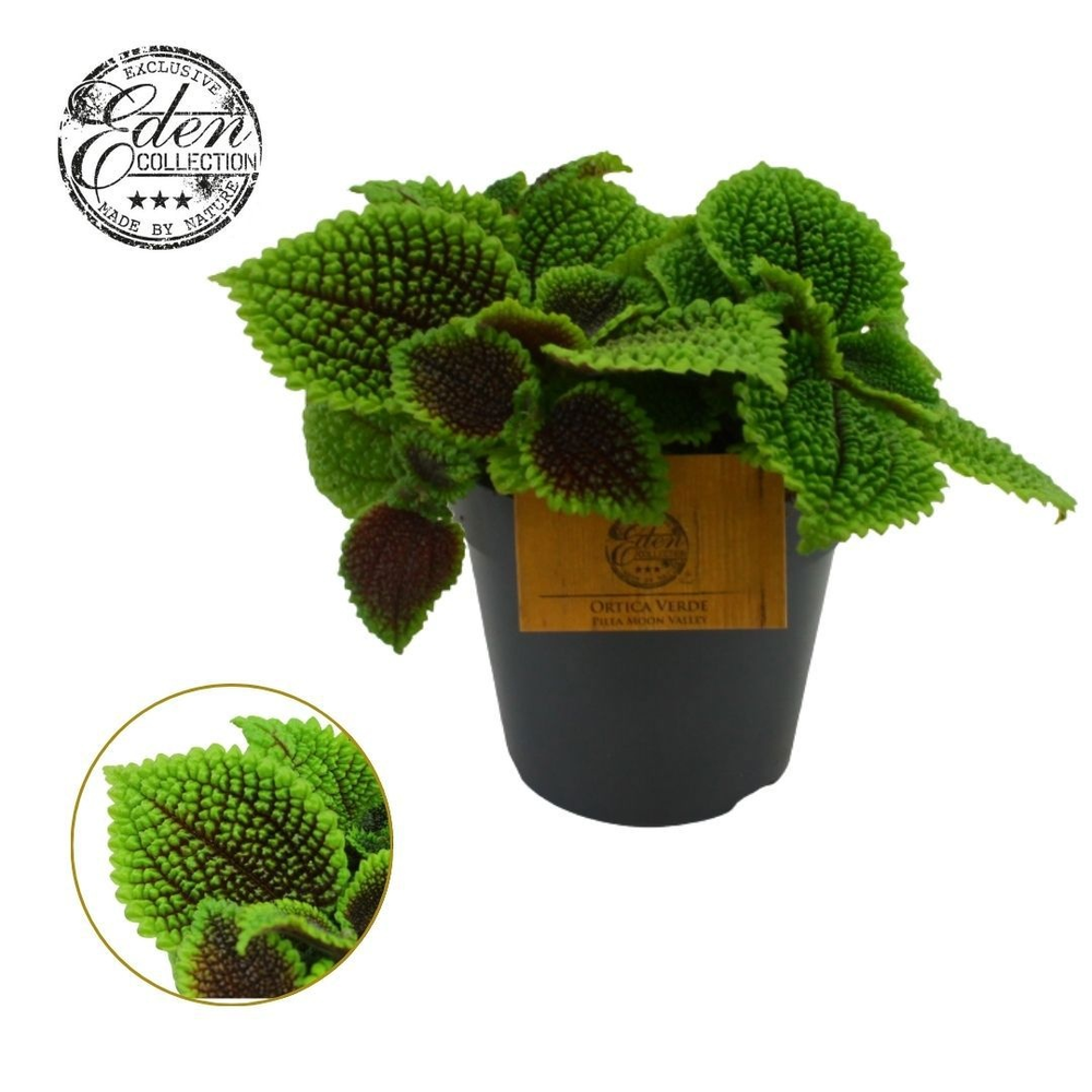 Pilea Moon valley, 12cm.