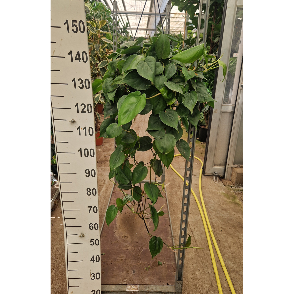 Philodendron Scandens hangplant 100.