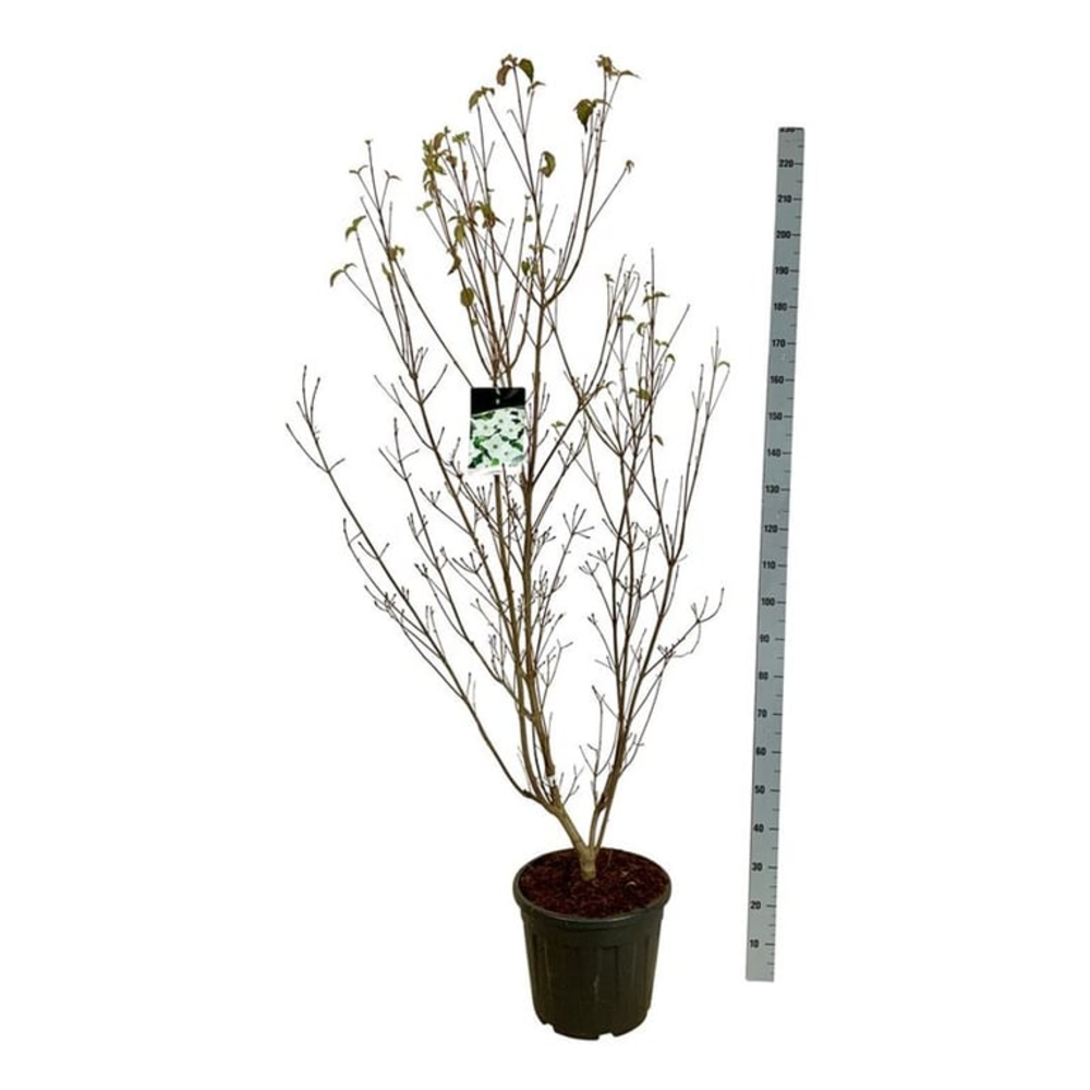 Cornus kousa 'Milky Way'.