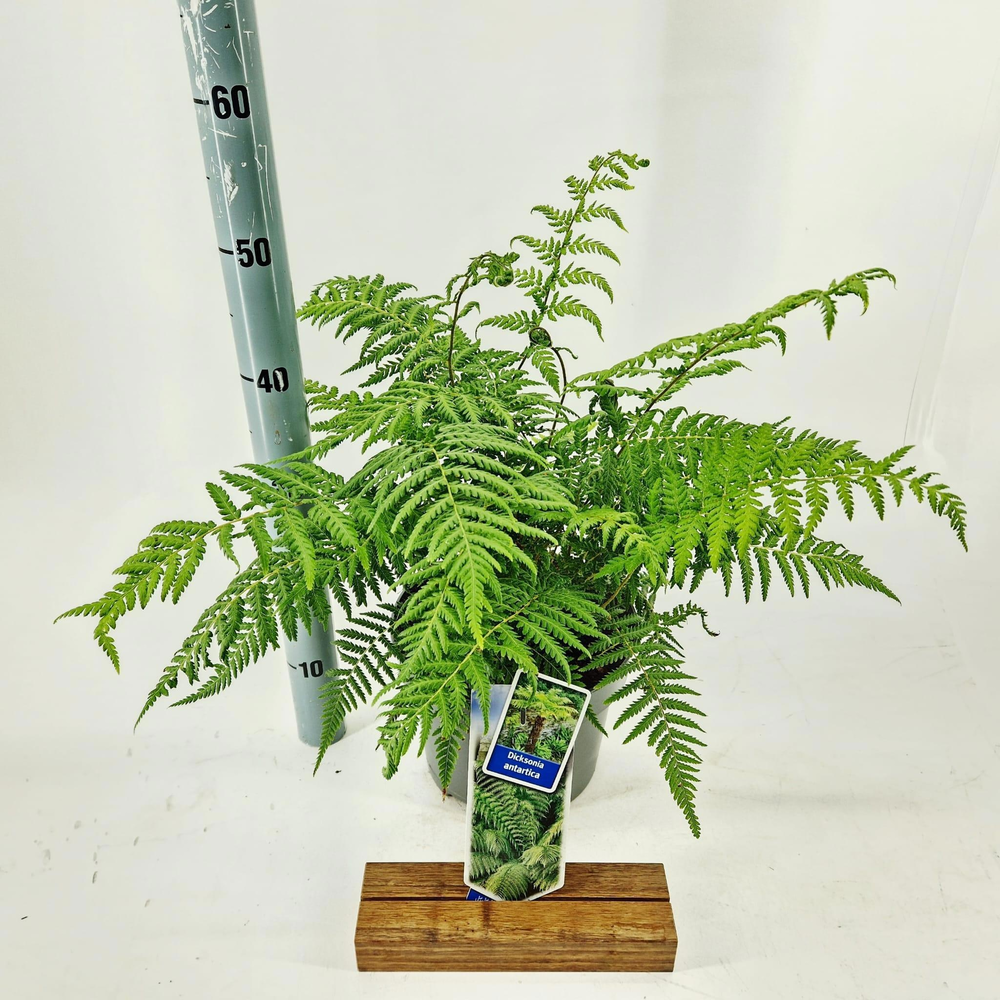 Dicksonia antartica.
