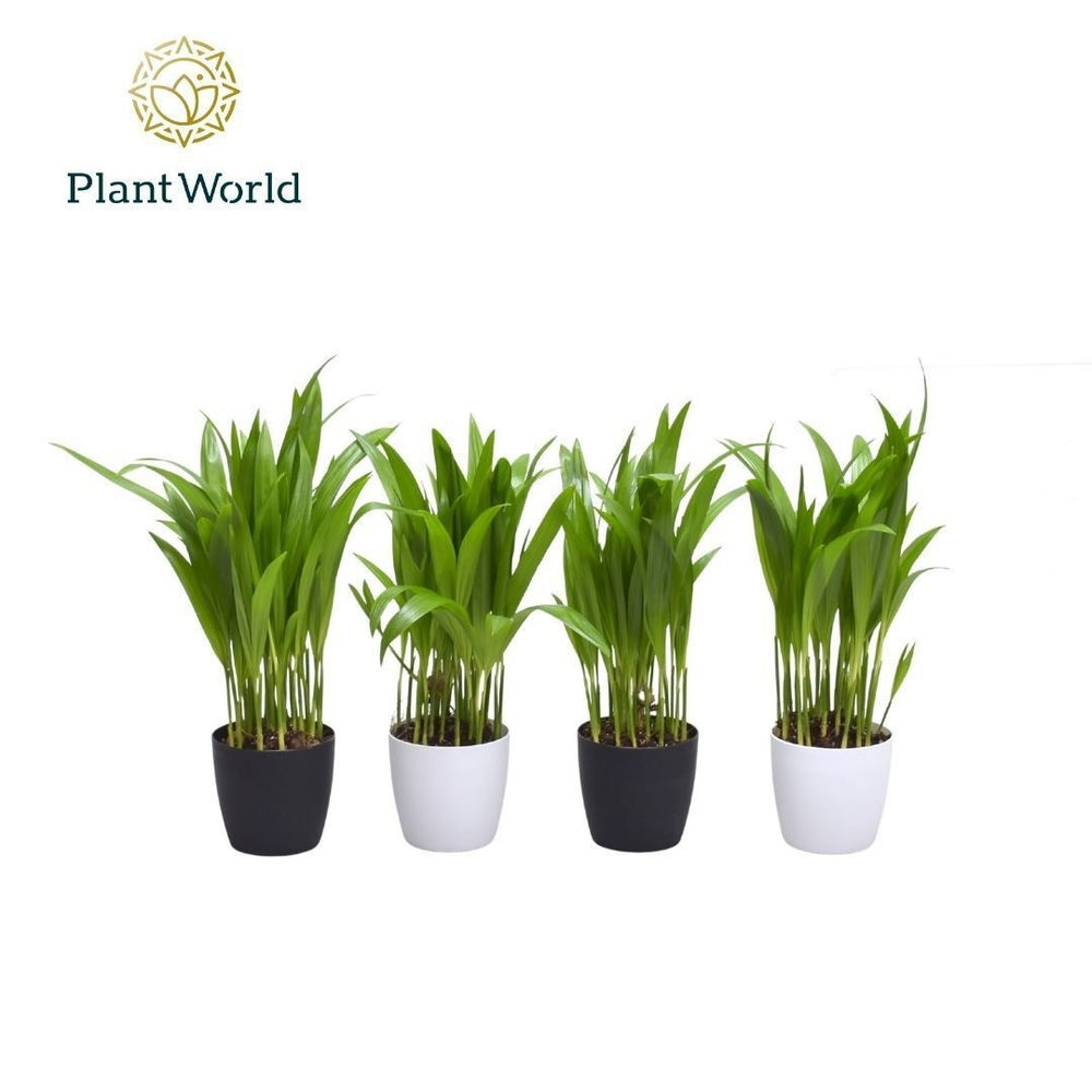 Dypsis lutescens (Areca) 7 cm in Sara Black & Whit.