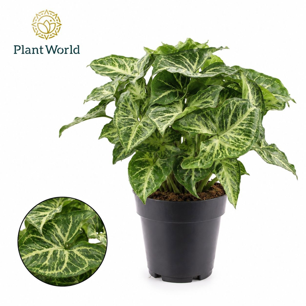 Syngonium Arrow.