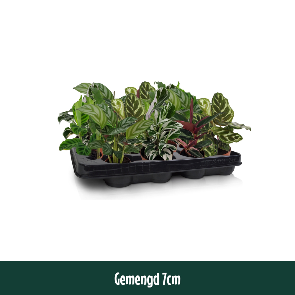 Calathea 7cm gemengd.