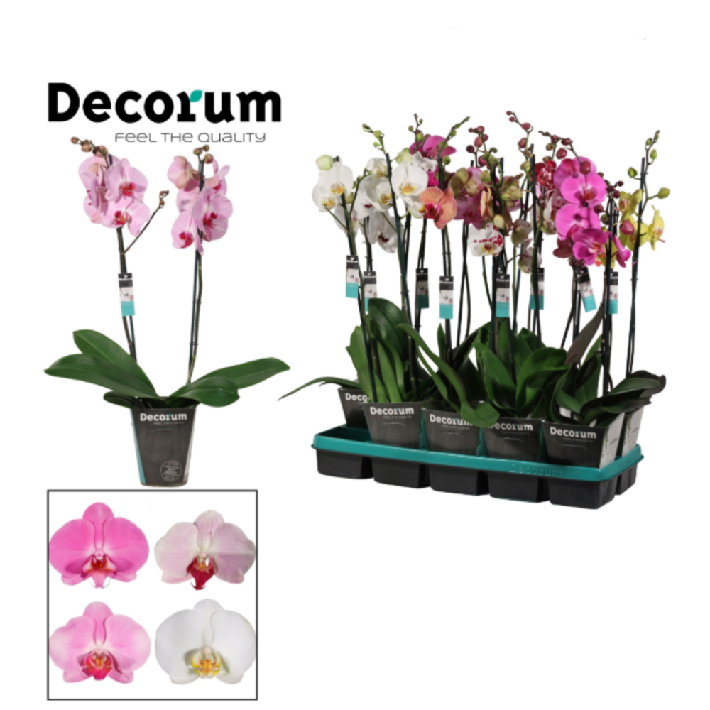 Phalaenopsis 2 tak 16+ mix (Decorum).