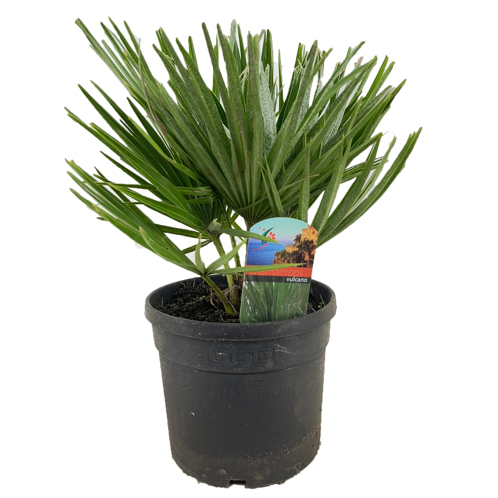 Chamaerops vulcano.
