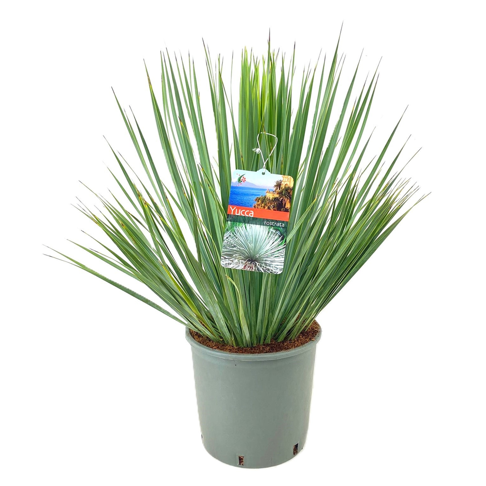 Yucca rostrata.