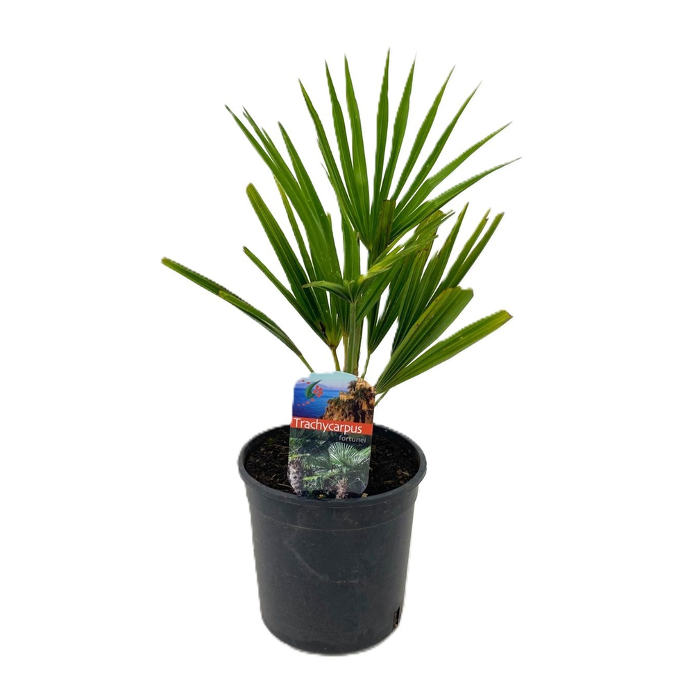 Trachycarpus fortunei.