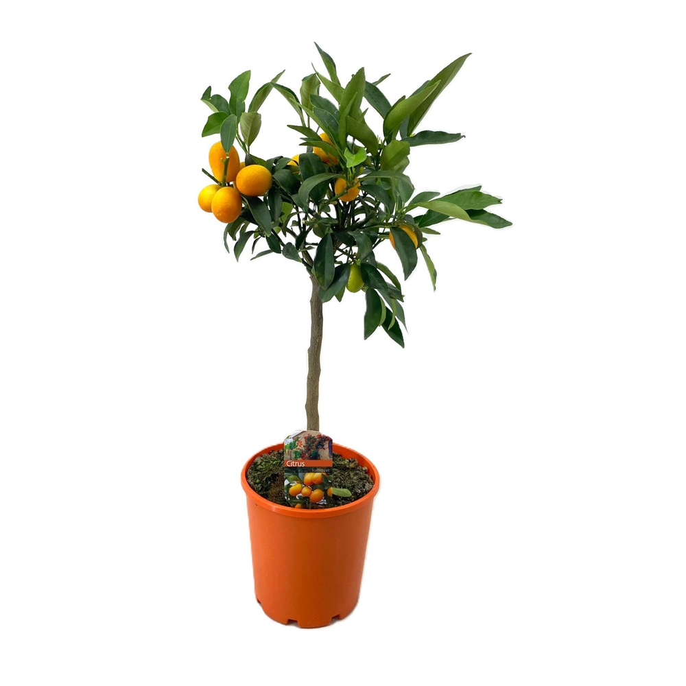 Citrus kumquat.