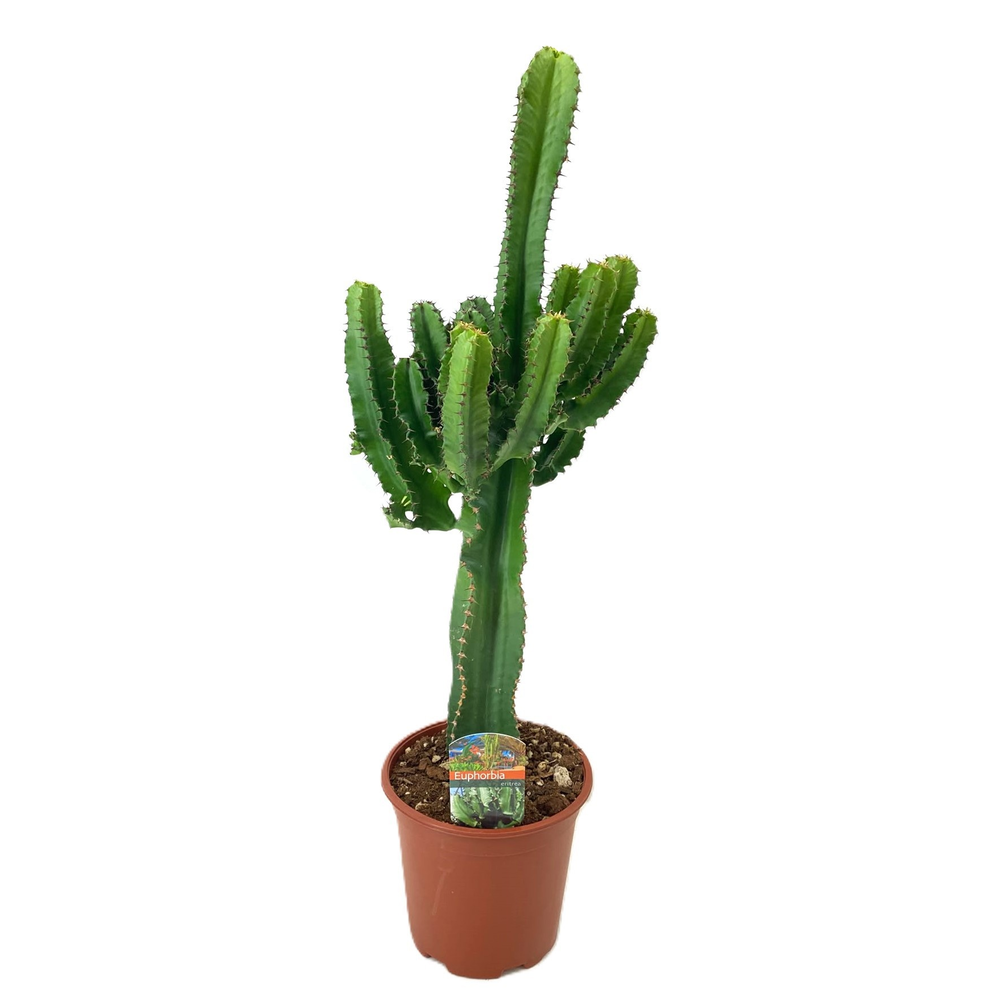 Euphorbia eritrea.