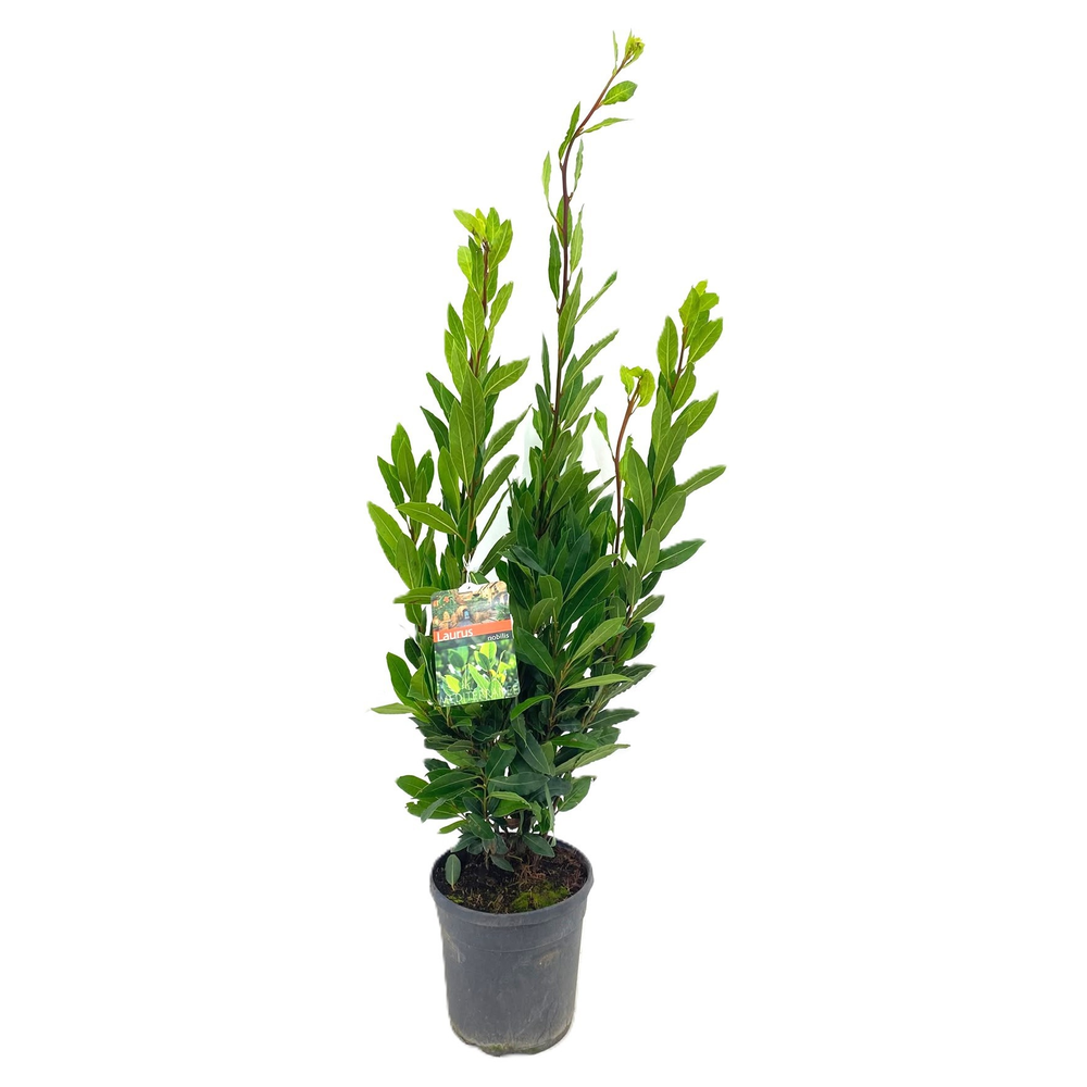 Laurus nobilis.