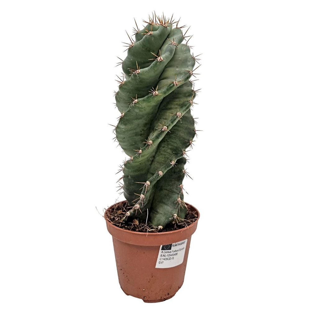 Cereus Forbesi Spiralis - 5466.