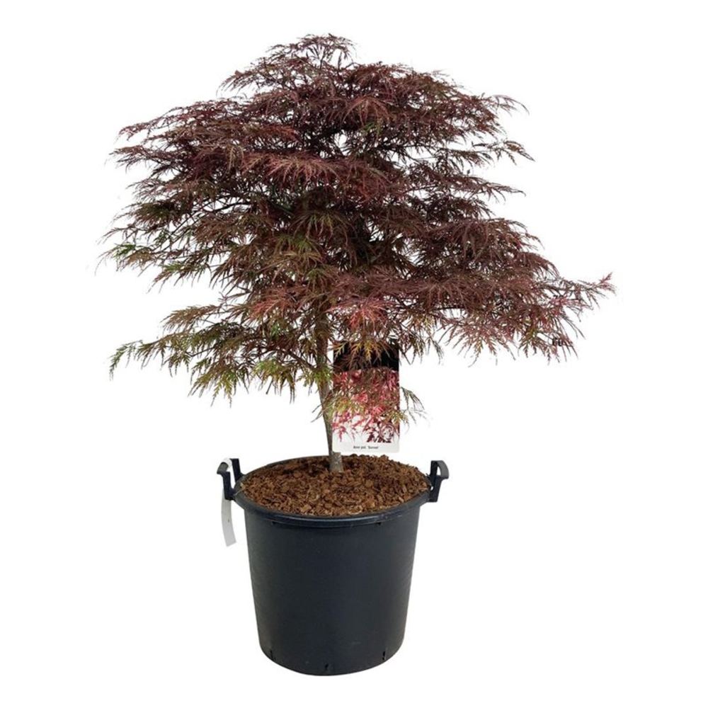 Acer pal. 'Garnet'.