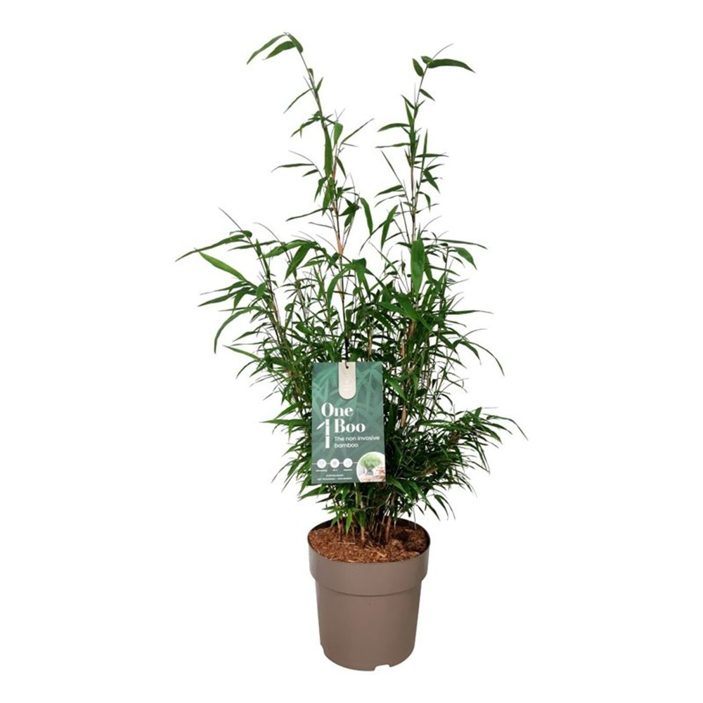 Fargesia scabrida 'Asian Wonder'.