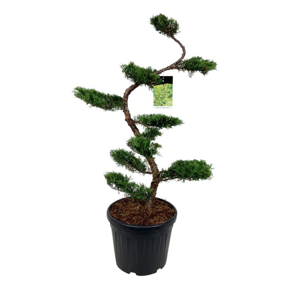Juniperus pf. 'Pfitzeriana Aurea'.