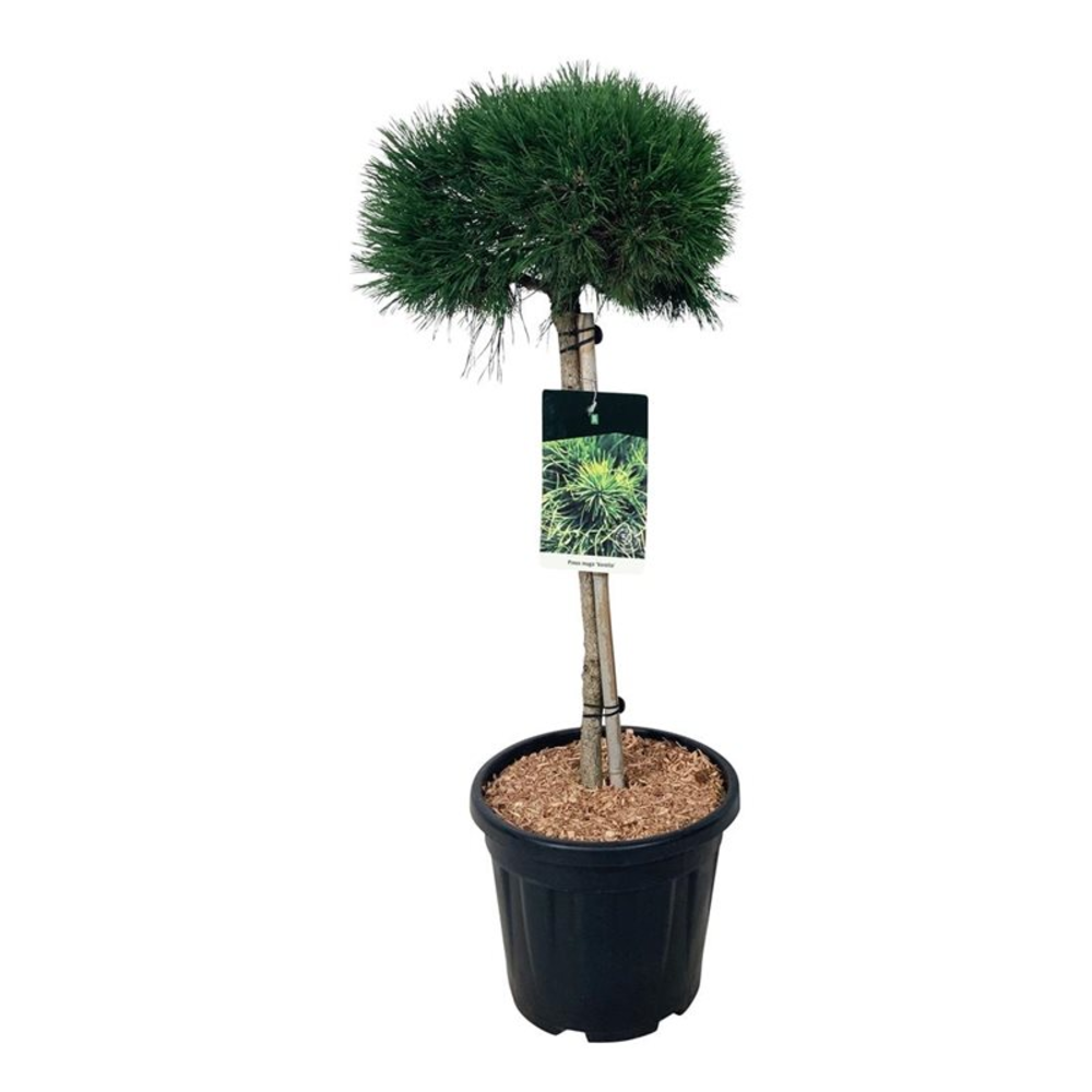 Pinus mugo 'Varella'.
