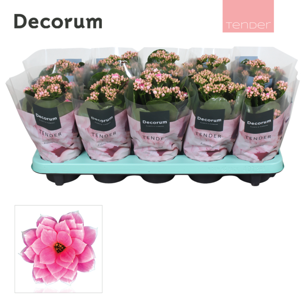 Kalanchoe Decorum TENDER - Serenity Pink White.