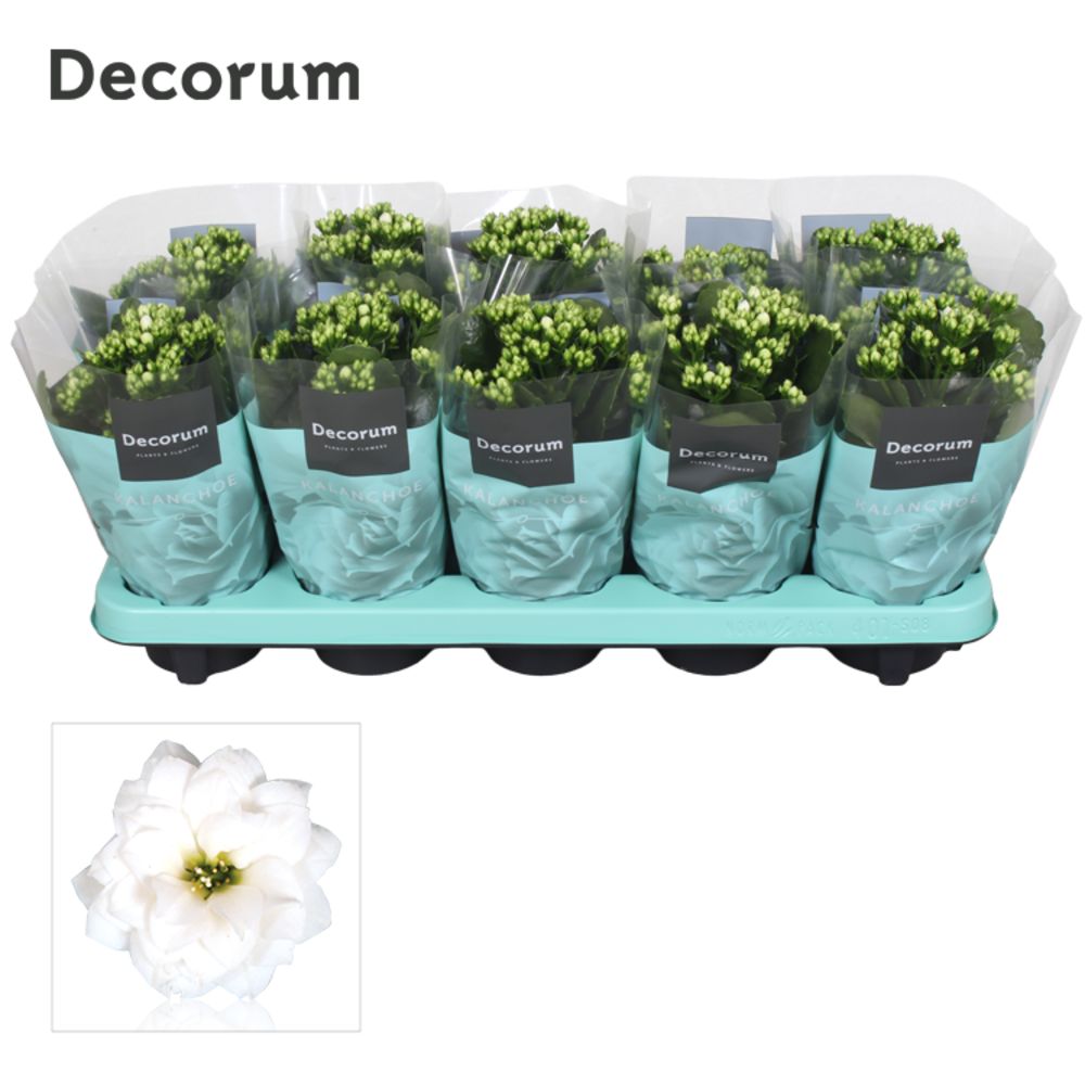 Kalanchoe Decorum - White.