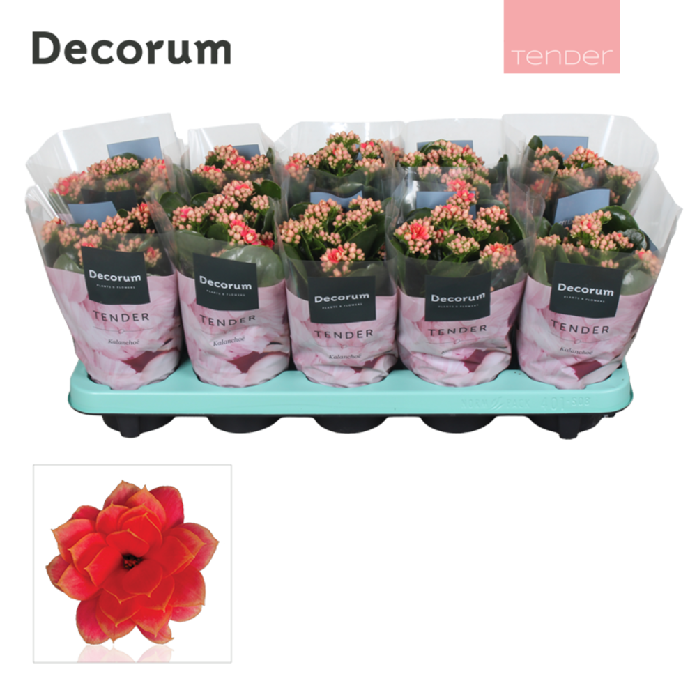 Kalanchoe Decorum TENDER - Serenity Coral.
