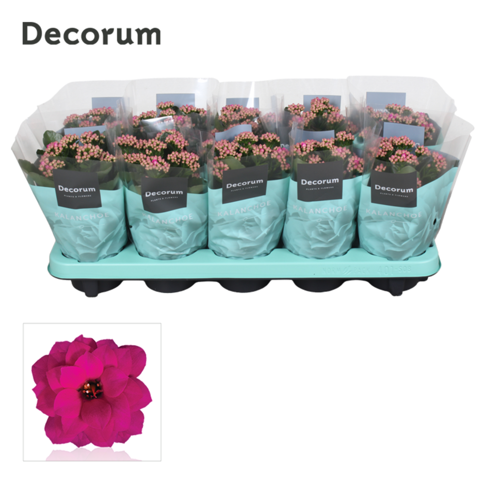 Kalanchoe Decorum - Purple.