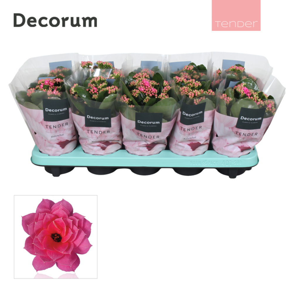 Kalanchoe Decorum TENDER- Serenity Pink.