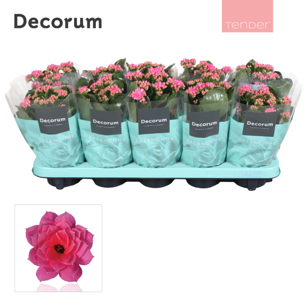 Kalanchoe Decorum - Pink.