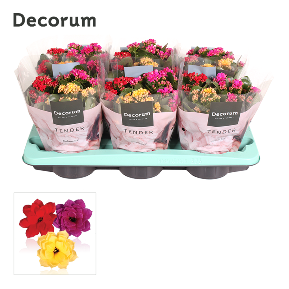 Kalanchoe Decorum TENDER - Carnaval.