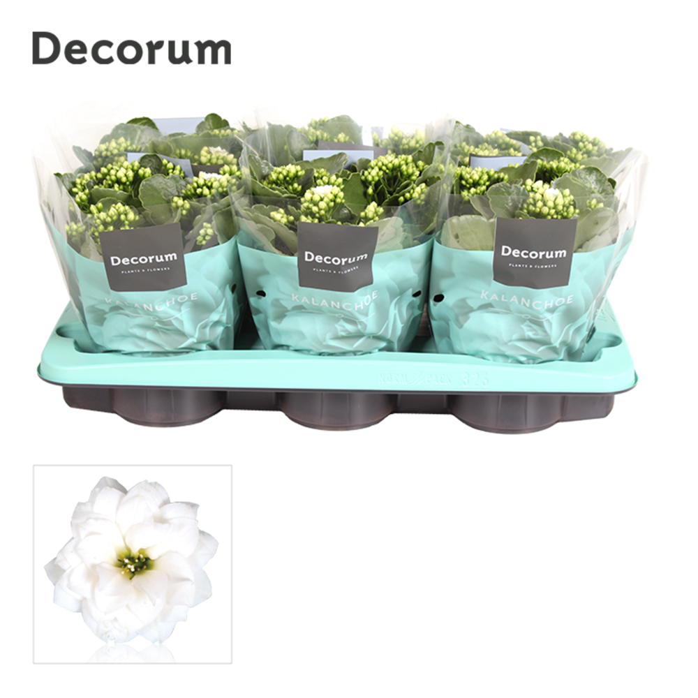 Kalanchoe Decorum - White.