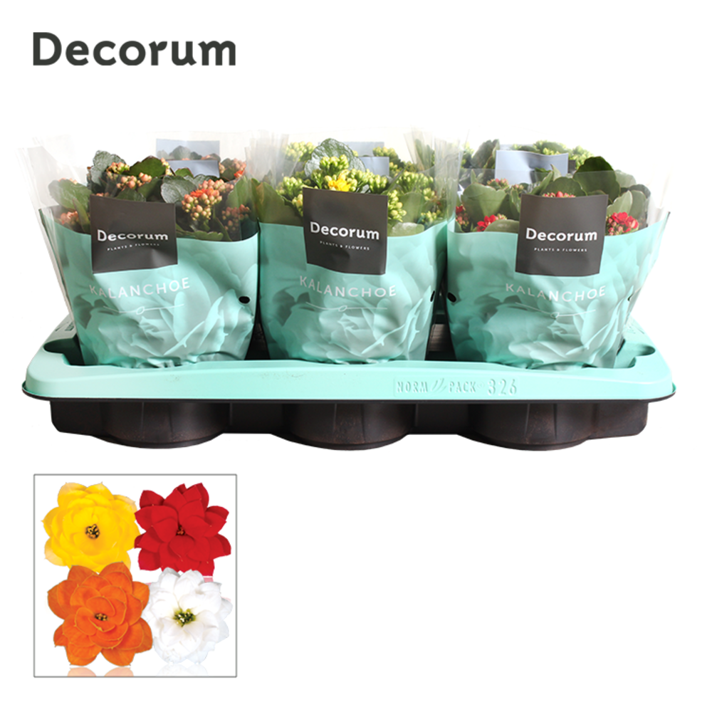 Kalanchoe Decorum - Mix.