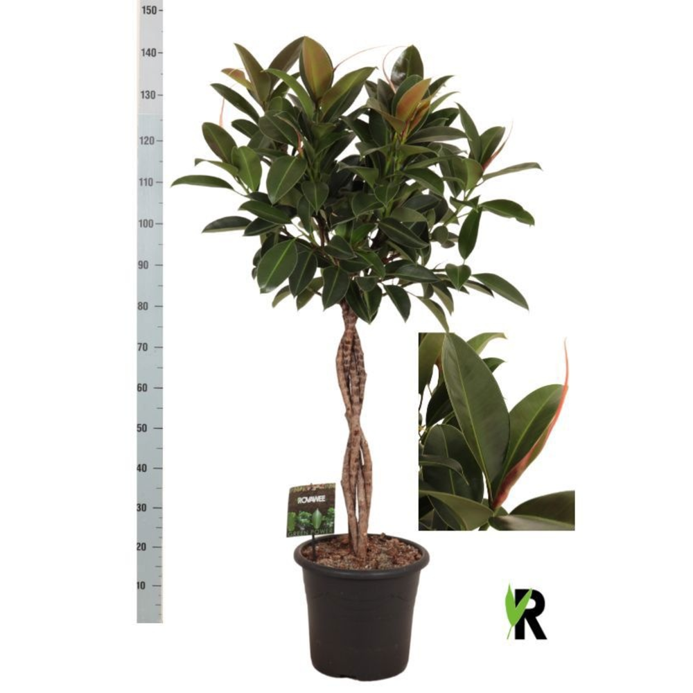 Ficus elast. Melany gevlochten stam.