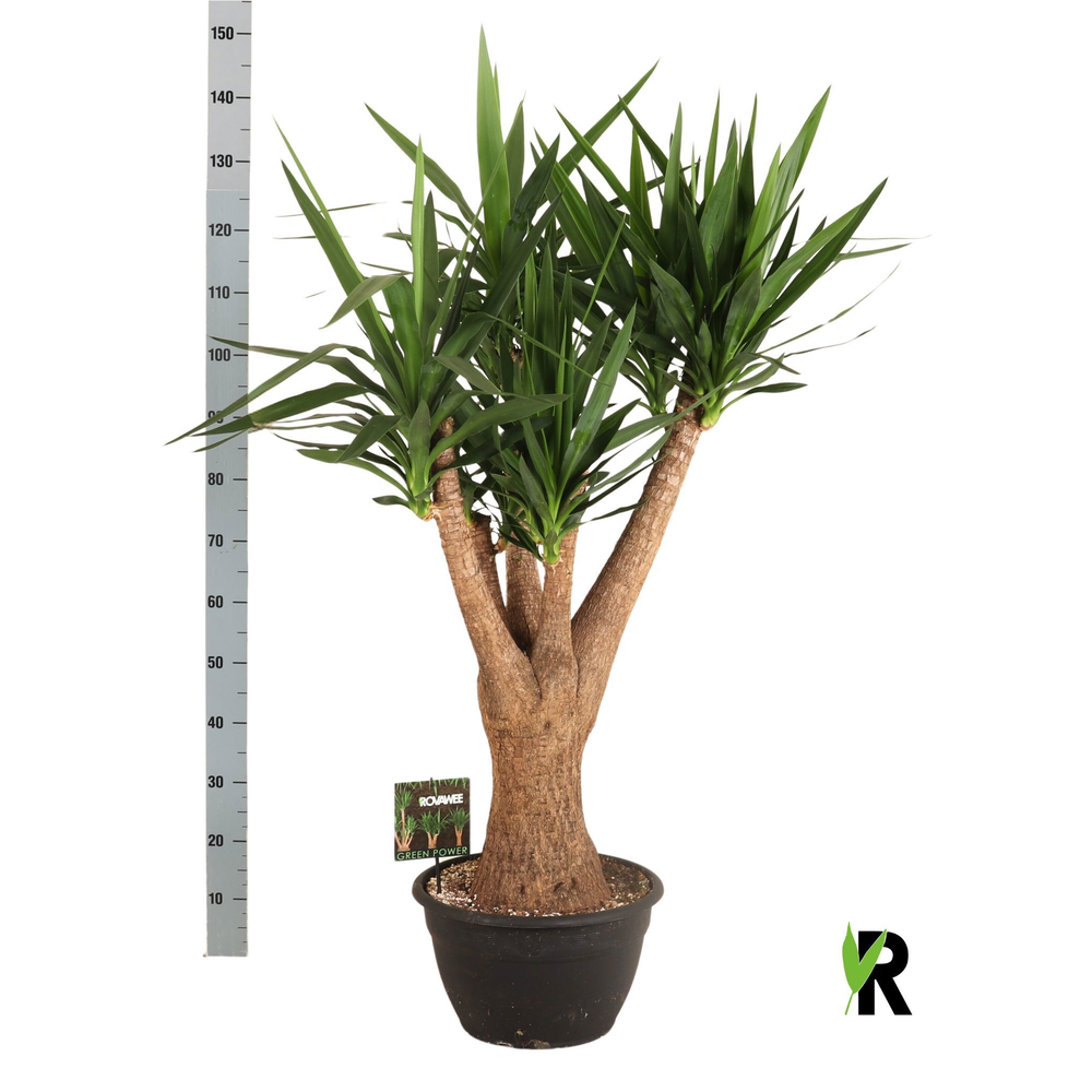 Yucca elephantipes vertakt.